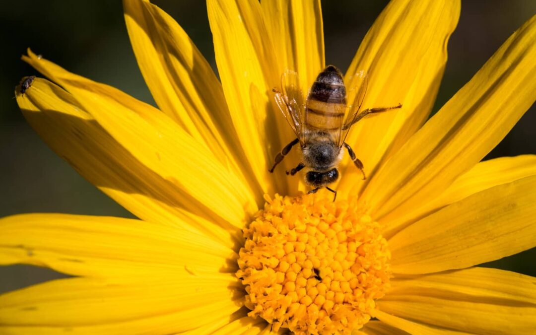 Els jardins dels Bomboloos: flors, abelles i revolució verda
